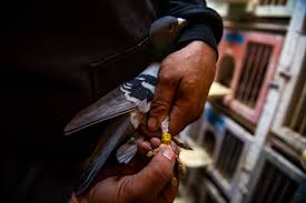 Image result for Abbeyton & Broomfield Racing Pigeons