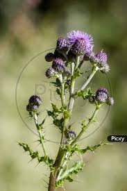 Attēlu rezultāti vaicājumam “Cirsium palustre flower”