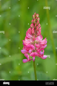 Image result for Onobrychis viciifolia