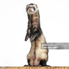 Attēlu rezultāti vaicājumam “Mustela putorius”