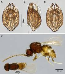 Attēlu rezultāti vaicājumam “Aphodius subterraneus imago”