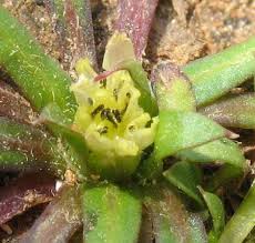 Attēlu rezultāti vaicājumam “Heyderia pusilla”