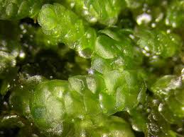 Attēlu rezultāti vaicājumam “Calypogeia azurea macro”