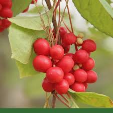 Attēlu rezultāti vaicājumam “Schisandra chinensis”