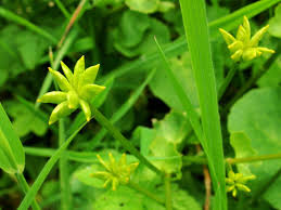 Attēlu rezultāti vaicājumam “Caltha palustris fruit”