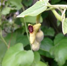 Attēlu rezultāti vaicājumam “Aristolochia durior”