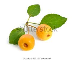 Attēlu rezultāti vaicājumam “Malus baccata fruit”