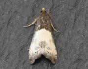 Attēlu rezultāti vaicājumam “Notocelia cynosbatella”