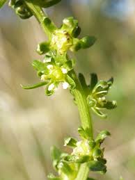 Attēlu rezultāti vaicājumam “Amaranthaceae”