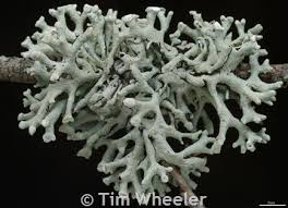 Attēlu rezultāti vaicājumam “Hypogymnia tubulosa”