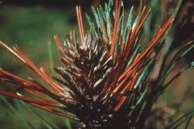 Attēlu rezultāti vaicājumam “Dianema depressum spores”