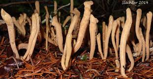 Attēlu rezultāti vaicājumam “Clavariadelphus ligula”