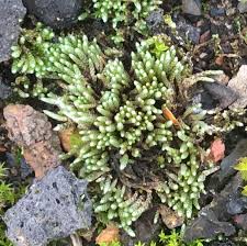 Attēlu rezultāti vaicājumam “Acrocarpous mosses”