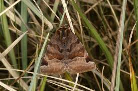 Attēlu rezultāti vaicājumam “Euclidia glyphica”