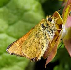 Attēlu rezultāti vaicājumam “Ochlodes sylvanus”