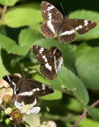 Attēlu rezultāti vaicājumam “Limenitis camilla”