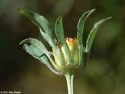 Attēlu rezultāti vaicājumam “Bidens frondosa flower”