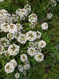 Attēlu rezultāti vaicājumam “Lobularia maritima”