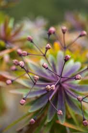 Attēlu rezultāti vaicājumam “Euphorbia palustris fruit”