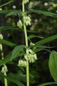 Attēlu rezultāti vaicājumam “Polygonatum verticillatum”