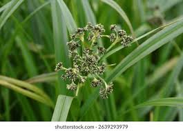 Attēlu rezultāti vaicājumam “Scirpus sylvaticus flower”