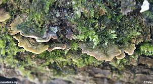 Attēlu rezultāti vaicājumam “Steccherinum bourdotii”