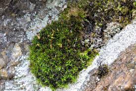 Attēlu rezultāti vaicājumam “Cynodontium strumiferum”