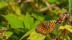 Attēlu rezultāti vaicājumam “Argynnis aglaja”