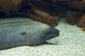 Image result for Gymnothorax funebris