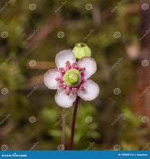 Attēlu rezultāti vaicājumam “Chimaphila umbellata fruit”