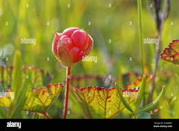 Attēlu rezultāti vaicājumam “Rubus chamaemorus flower”
