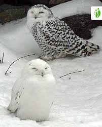 Image result for Bubo scandiacus