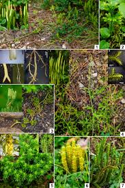 Attēlu rezultāti vaicājumam “Lycopodiaceae”