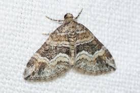 Attēlu rezultāti vaicājumam “Perizoma bifaciata”