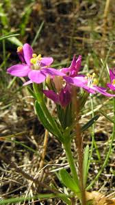 Attēlu rezultāti vaicājumam “Centaurium littorale flower”