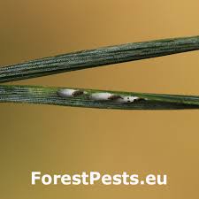 Attēlu rezultāti vaicājumam “Licea pusilla macro”