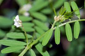 Attēlu rezultāti vaicājumam “Vicia hirsuta flower”