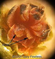 Attēlu rezultāti vaicājumam “Thuja occidentalis flower”