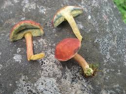 Attēlu rezultāti vaicājumam “Xerocomus rubellus”