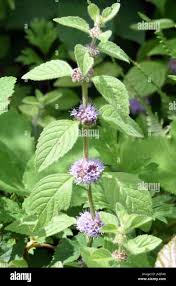 Attēlu rezultāti vaicājumam “Mentha arvensis flower”