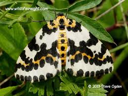 Attēlu rezultāti vaicājumam “Abraxas grossulariata imago”