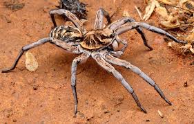 Attēlu rezultāti vaicājumam “Miturgidae”