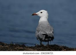Image result for Larus audouinii