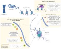 「エンリカ・クローチェ」の画像検索結果
