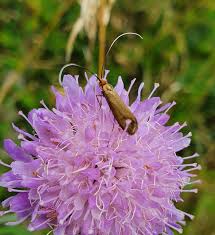 Attēlu rezultāti vaicājumam “Nemophora metallica”