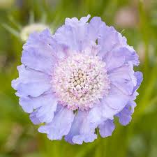 Image result for scabiosa caucasica