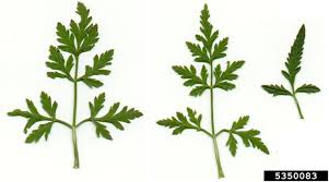 Attēlu rezultāti vaicājumam “Torilis japonica”