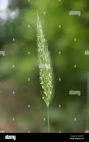 Attēlu rezultāti vaicājumam “Hordelymus europaeus”