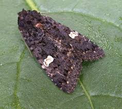 Attēlu rezultāti vaicājumam “Melanchra persicariae”