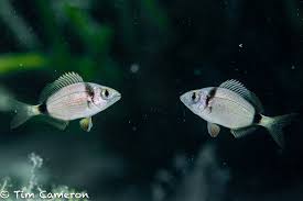 Image result for Diplodus vulgaris